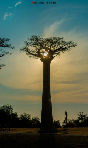 BAOBAB DE MADAGASCAR
